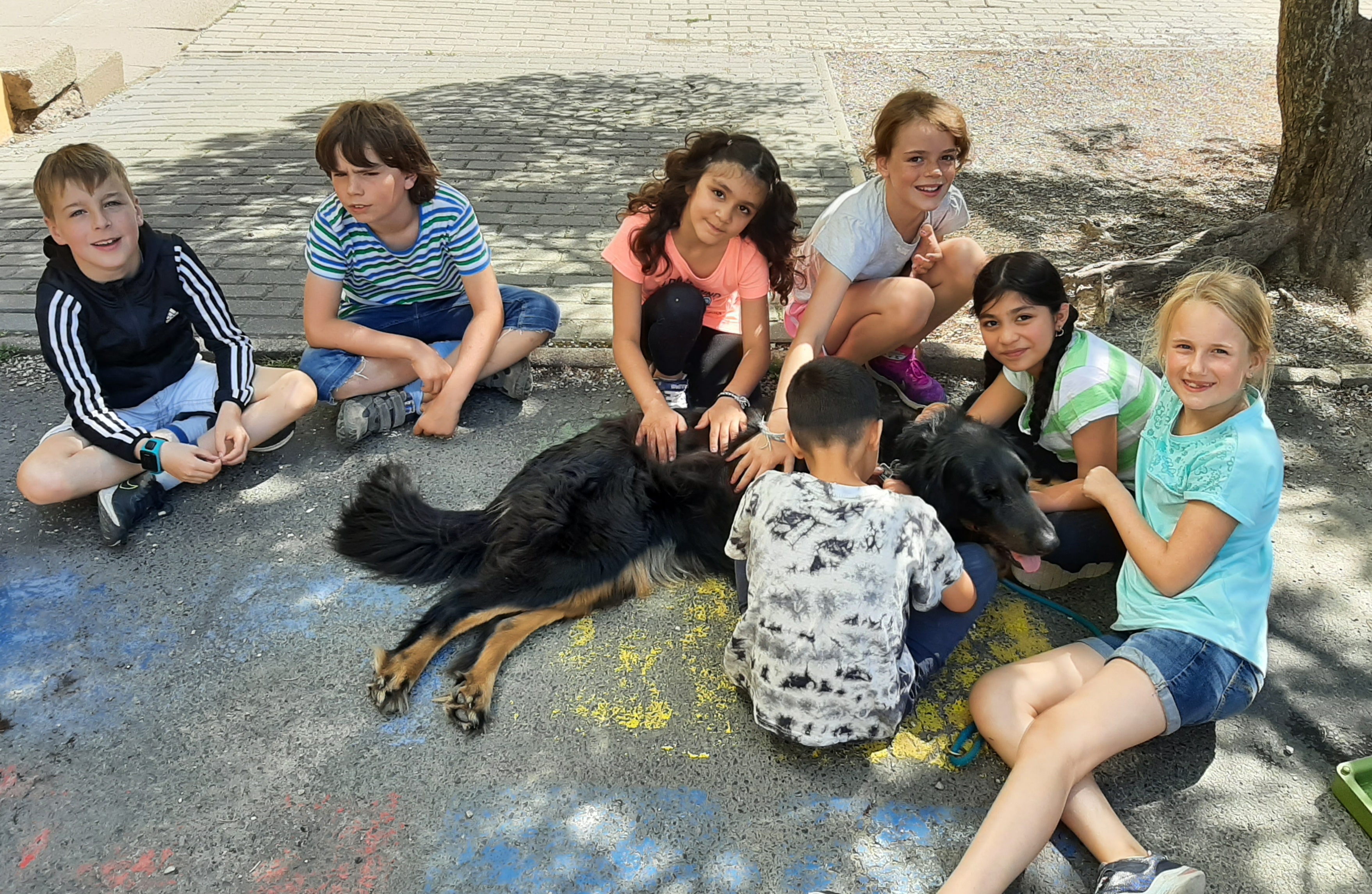 Hunde in der  Sommerferienbetreuung KW 31