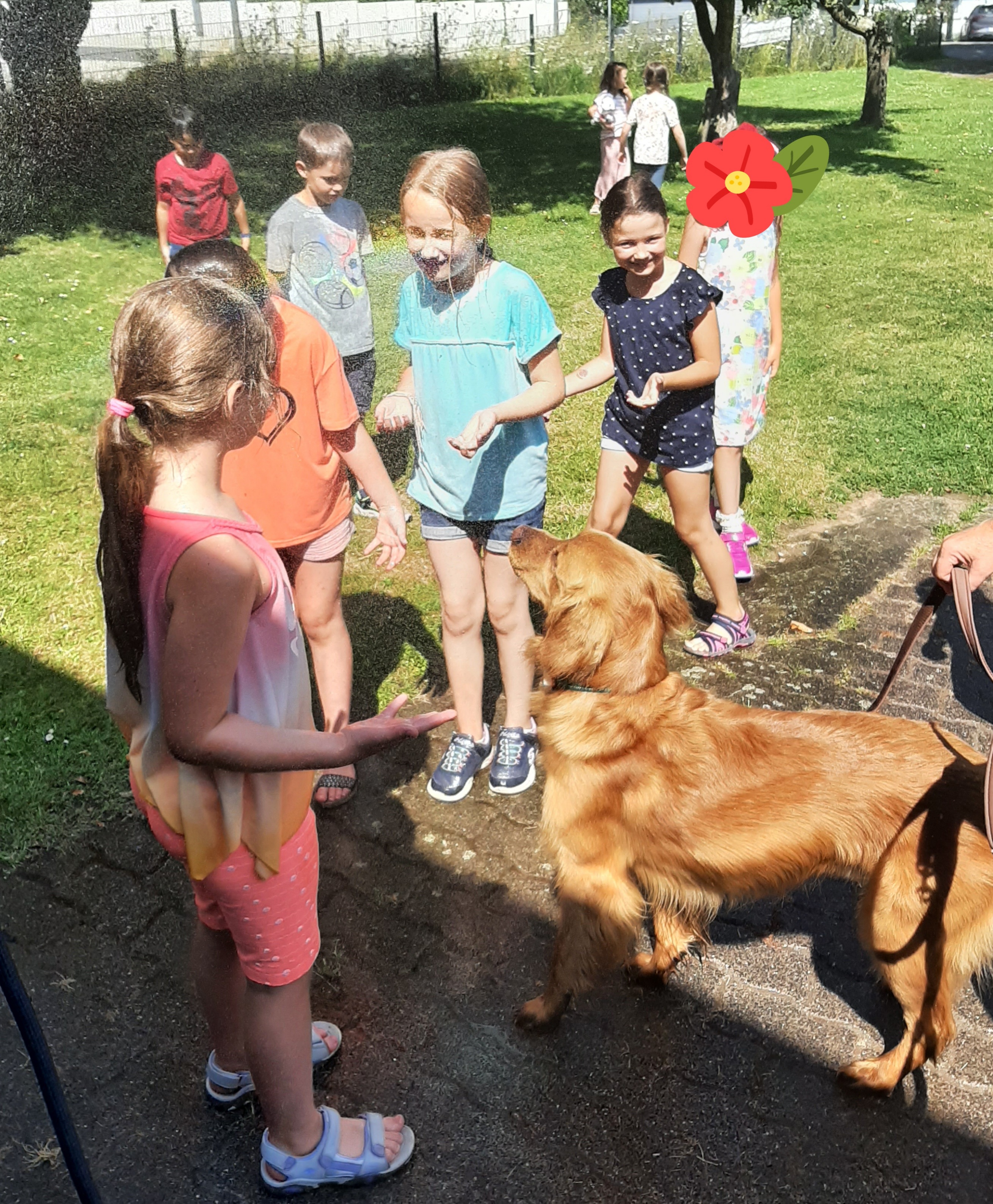 Hunde in der  Sommerferienbetreuung KW 31